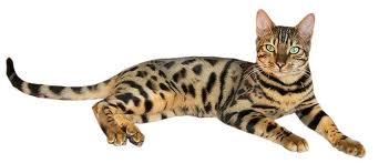 chat du bengale