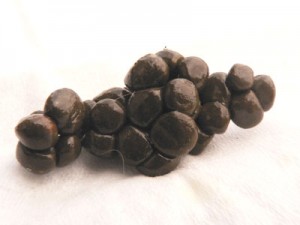 caecotrophes