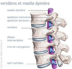 oelle épinière hernie discale chien chat