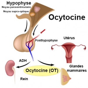 mécanisme ocytocine