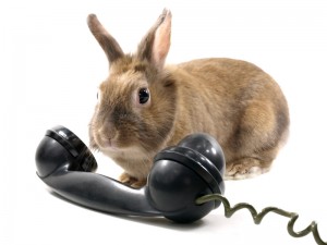 lapin téléphone urgence vétérinaire