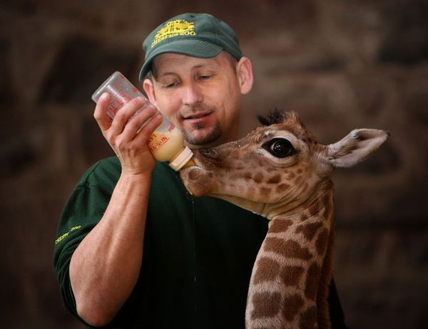 Devenir Soigneur Dans Un Zoo Sos Vétérinaire