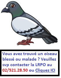 oiseau trouvé